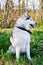 Purebred husky dog sits on the lawn with its tongue hanging out