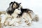 Purebred husky lying on snow