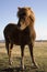 Purebred Icelandic Horse near Hofn in the south west of Iceland