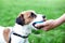 Purebred Jack Russell Terrier brought the ball to the owner and put his hand down. Dog plays a game with a canine dog close-up.