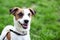 Purebred Jack Russell Terrier dog outdoors on nature in the grass. Close-up portrait of a happy dog â€‹â€‹sitting in a park.