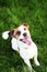 Purebred Jack Russell Terrier dog outdoors on nature in the grass on a summer day. Happy dog â€‹â€‹sits in the park.