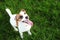 Purebred Jack Russell Terrier dog outdoors on nature in the grass on a summer day. Jack Russell Terr