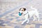 Purebred Jack Russell Terrier dog running outdoors. Happy dog â€‹â€‹in the park on a walk plays with a toy.