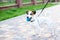 Purebred Jack Russell Terrier dog stands in a park on a leash in the open air. Happy dog â€‹â€‹in the park is playing with a toy.