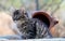 A purebred kitten outdoors in front of clay pot