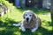 A purebred Labrador Retriever dog lies on a flat lawn on a sunny summer day.