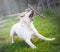 Purebred labrador tries to catch a flying stick