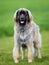 Purebred Leonberger dog