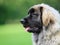 Purebred Leonberger dog