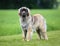 Purebred Leonberger dog