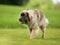Purebred Leonberger dog