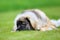 Purebred Leonberger dog