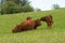 Purebred limousin cow and calf