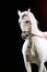 Purebred lipizzan horse under training