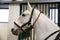 Purebred lipizzaner horse standing in the stable