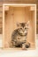 purebred little kitten sitting in a wooden box