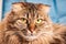 Purebred longhair Highland Scottish Fold cat portrait, fluffy domestic cat face close up, studio