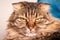 Purebred longhair Highland Scottish Fold cat portrait, fluffy domestic cat face close up, studio