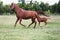 Purebred mare and her few weeks old filly galloping in summer flowering pasture idyllic picture