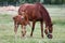 Purebred mare and her few weeks old filly grazing in summer flowering pasture idyllic picture