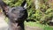 Purebred Mexican Hairless xoloitzcuintle dog