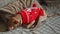 A purebred miniature pinscher in a red Christmas sweater sleeps on a sofa