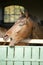 Purebred nervous racing horse smelling in the barn