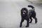 A purebred newfoundland black dog standing in the middle of the road