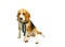 Purebred pedigree Beagle dog sitting on white background