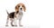 Purebred Pedigree Beagle puppy on clean, white background with ample copy space. This adorable charm young dog is ideal