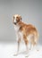 Purebred persian greyhound doggy with fluffy peach fur