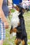 A purebred pet dog of the Bernese Mountain Dog breed, Berner Sennenhund, a shepherd dog looks faithfully in the eyes and