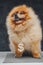 Purebred pomeranian dog with fluffy orange fur and chain