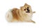 Purebred Pomeranian dog lying in a studio