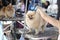 Purebred pomeranian on a haircut in a beauty salon for animals