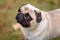 A Purebred Pug Dog Being Judged At A Country Show