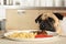 Purebred pug dog sitting at the table