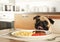 Purebred pug sitting at the table and licks on the cutlet