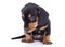 Purebred puppy dachshund