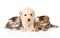 Purebred puppy dog and two british kittens lying in front. isolated