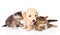 Purebred puppy dog and two scottish kittens lying in front. isolated