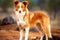 Purebred purebred beautiful dog breed Jamen coolie Australian, background nature.