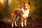 Purebred purebred beautiful dog breed Jamen coolie Australian, background nature.