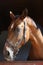 Purebred racehorse standing in the barn