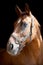 Purebred racehorse standing in the barn