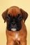 Purebred red boxer puppy head closeup