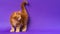 Purebred red classic tabby kitten standing lifting tail and looking away on purple background