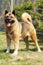 Purebred red dog Akita inu standing in the show position