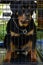 Purebred Rottweiler dog in cage